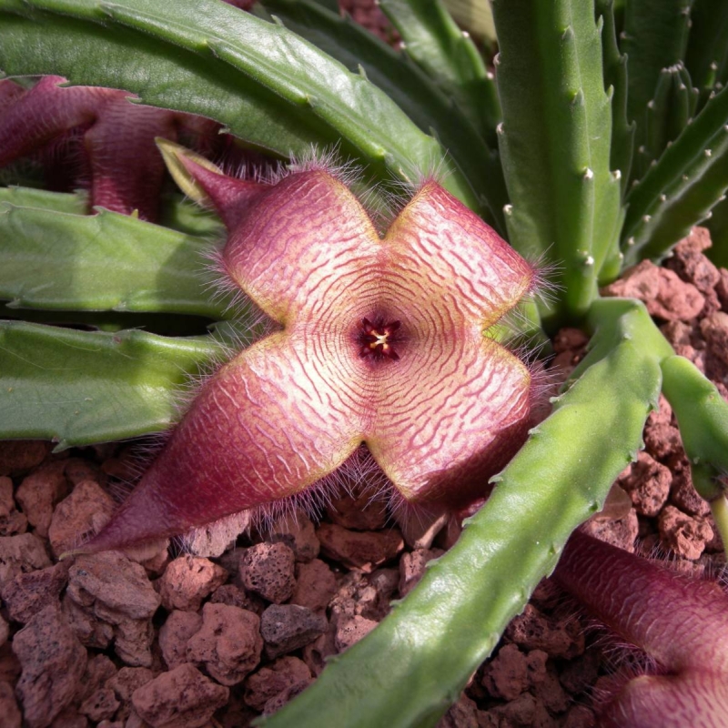 Carrion Plant Stapelia hirsuta